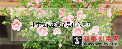 小木槿花蕾黄了是什么原因