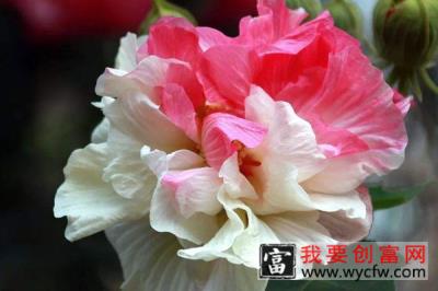 成都市花是什么花