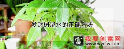 发财树浇水的正确方法