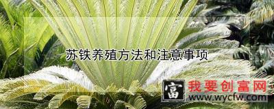 苏铁养殖方法和注意事项