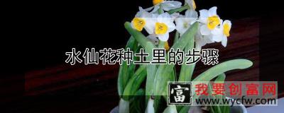 水仙花种土里的步骤