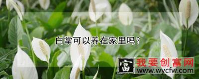 白掌可以养在家里吗？