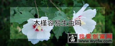 木槿容易生虫吗