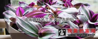 油画婚礼吊兰冬天会冻死吗