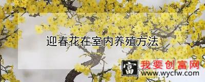 迎春花在室内养殖方法