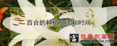 百合的种植方法和时间