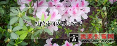 杜鹃花可以放卧室吗