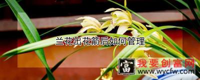 兰花出花箭后如何管理