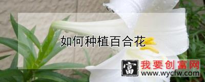 如何种植百合花