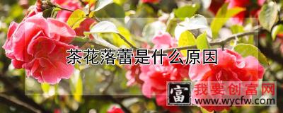 茶花落蕾是什么原因