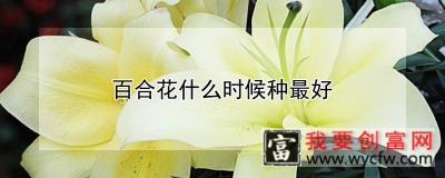 百合花什么时候种最好