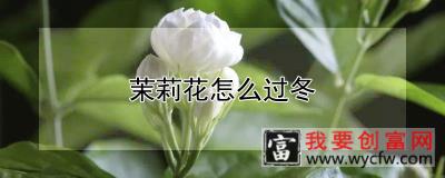 茉莉花怎么过冬