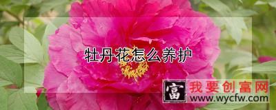 牡丹花怎么养护