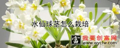 水仙球茎怎么栽培