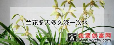 兰花冬天多久浇一次水