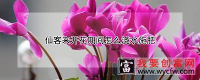 仙客来开花期间怎么浇水施肥