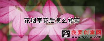 花烟草花后怎么修剪