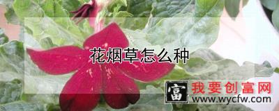 花烟草怎么种