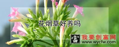 花烟草好养吗