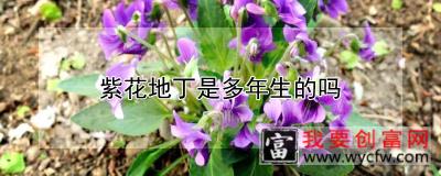 紫花地丁是多年生的吗