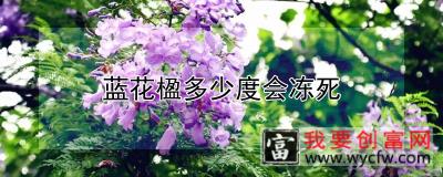 蓝花楹多少度会冻死