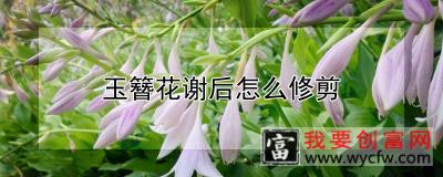 玉簪花谢后怎么修剪