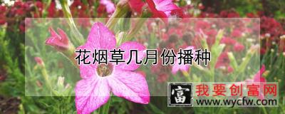 花烟草几月份播种