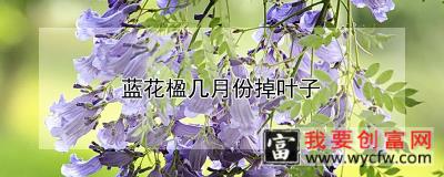 蓝花楹几月份掉叶子