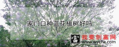 家门口种蓝花楹树好吗