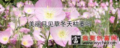 美丽月见草冬天枯萎吗