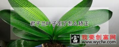 君子兰叶子歪了怎么矫正