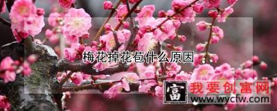 梅花掉花苞什么原因