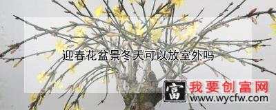 迎春花盆景冬天可以放室外吗