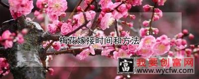 梅花嫁接时间和方法