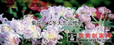 菊花败了冬天怎么修剪