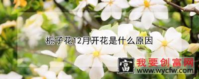 栀子花12月开花是什么原因