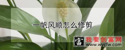 一帆风顺怎么修剪