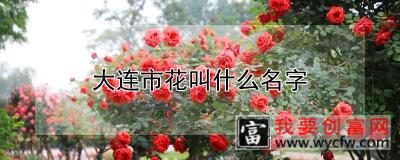 大连市花叫什么名字