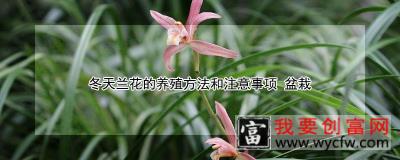 冬天兰花的养殖方法和注意事项 盆栽