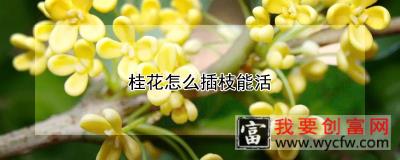 桂花怎么插枝能活