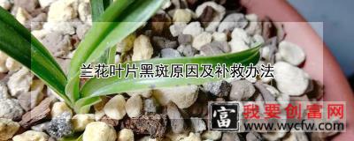 兰花叶片黑斑原因及补救办法