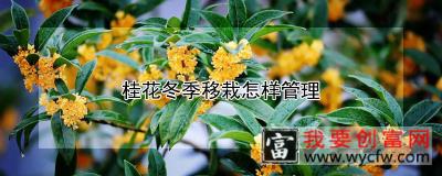 桂花冬季移栽怎样管理