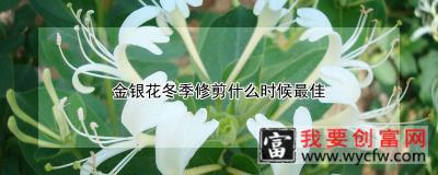 金银花冬季修剪什么时候最佳