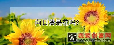 向日葵是花吗？