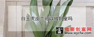 白玉虎皮兰可以放卧室吗