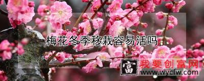 梅花冬季移栽容易活吗