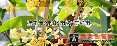 桂花什么时候剪枝？怎样剪