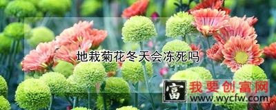 地栽菊花冬天会冻死吗