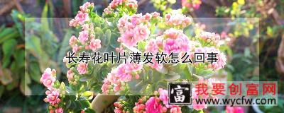 长寿花叶片薄发软怎么回事