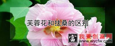 芙蓉花和扶桑的区别